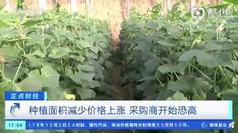 聊城黃瓜最新行情，一根黃瓜如何助力自信與成就之路