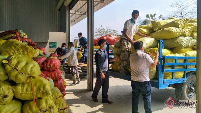 盈江土豆行情動(dòng)態(tài)，種植希望，收獲自信與成就