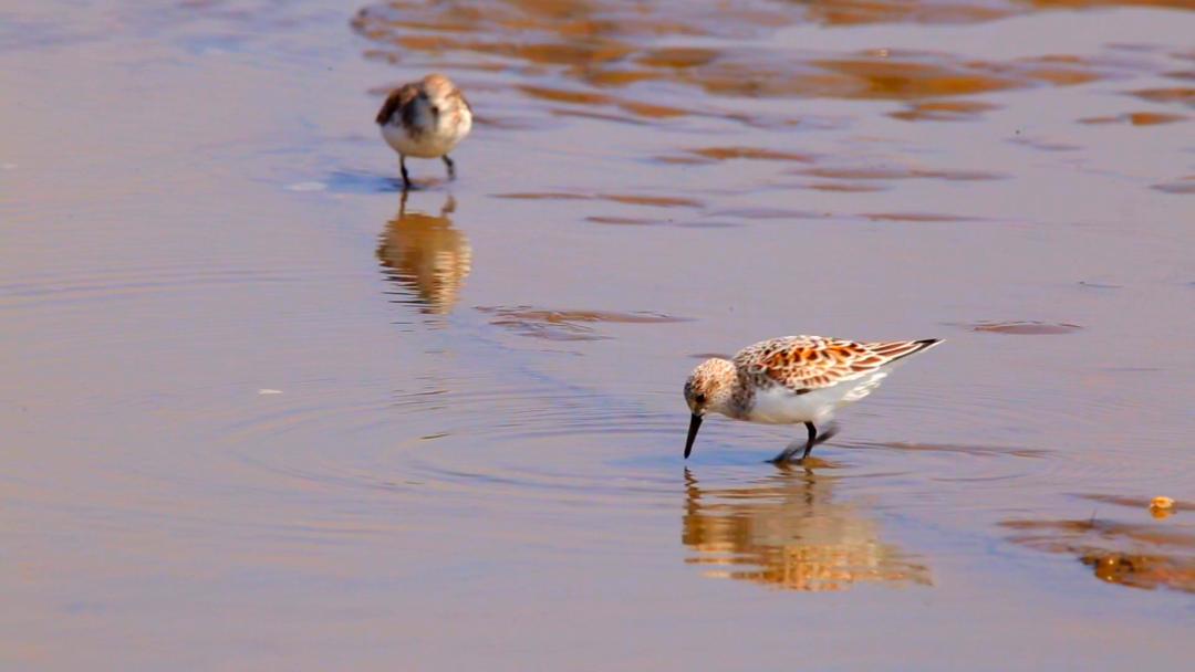 唐山灤南未來藍圖揭秘，最新規(guī)劃引領(lǐng)城市發(fā)展