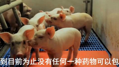 最新母豬保健方案揭秘，提升母豬健康與生產(chǎn)效率的秘訣