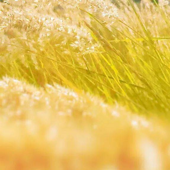 7777788888新澳門正版,實(shí)踐調(diào)查說明_OTD27.575語音版