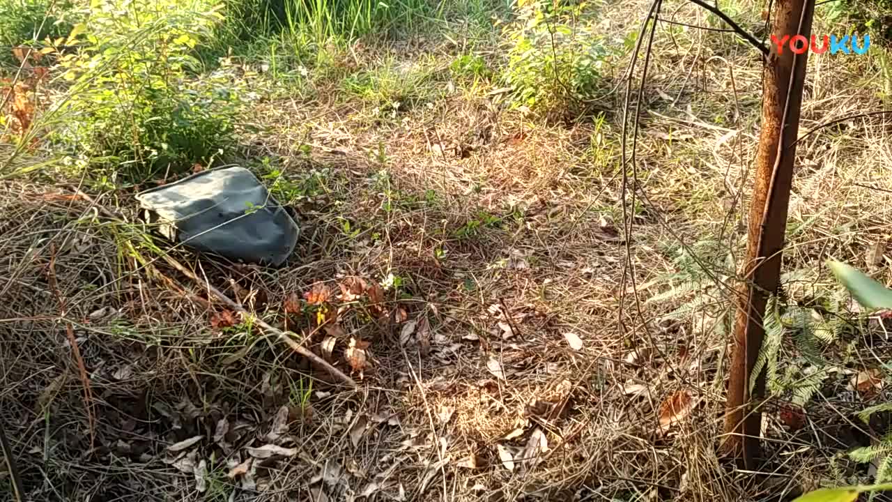 鷓鴣中套最新視頻，領(lǐng)略傳統(tǒng)藝術(shù)魅力的震撼登場！