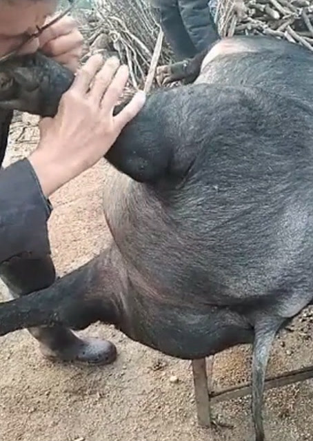 豬圈中的歡樂時(shí)刻，最新吹豬視頻集錦