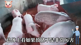 最新閹豬技巧步驟指南，專業(yè)方法與實(shí)用操作指南