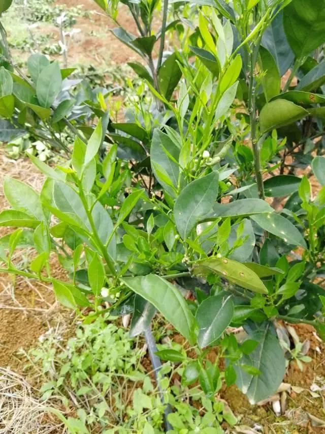 柑橘最新保果技術(shù)，開啟探索之旅，勵(lì)志無限可能