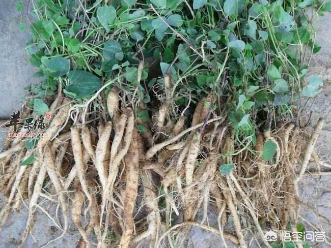 甘肅黨參最新價格動態(tài)，市場走勢與影響因素分析