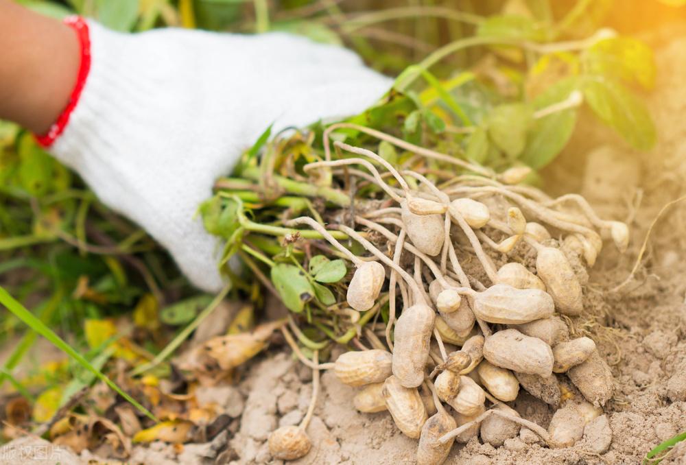 遼寧玉米最新價(jià)格動(dòng)態(tài)，變化中的機(jī)遇，學(xué)習(xí)成就自信與收獲