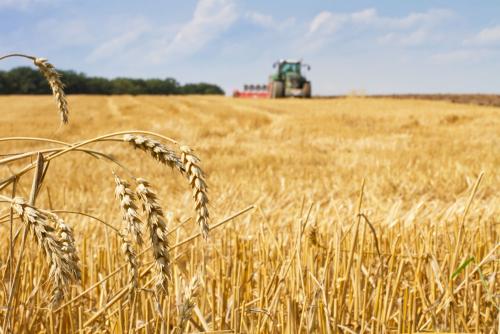 鶴壁小麥最新行情，科技引領(lǐng)農(nóng)業(yè)新時代，市場智能體驗新篇章