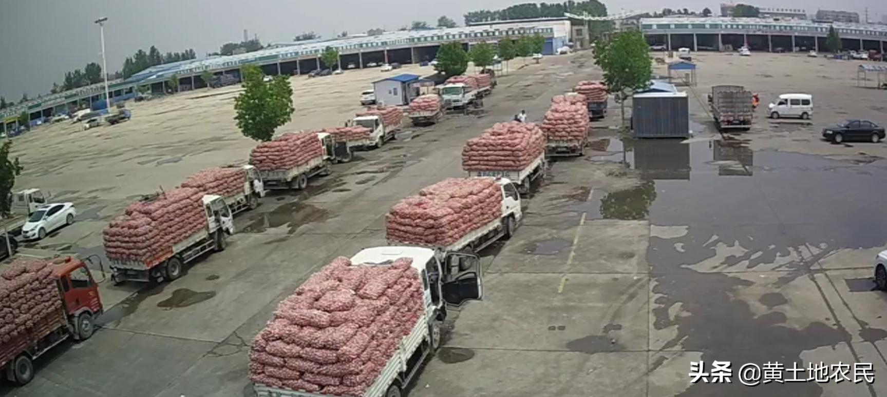 國際大蒜價(jià)格實(shí)時(shí)更新，最新行情概覽