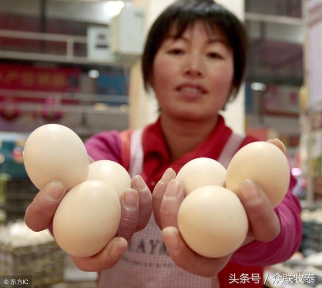 周口雞蛋今日最新價(jià)格，勵(lì)志故事背后的雞蛋價(jià)值探索