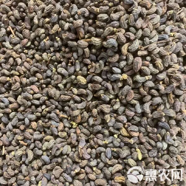 女貞子最新價(jià)格,女貞子最新價(jià)格????