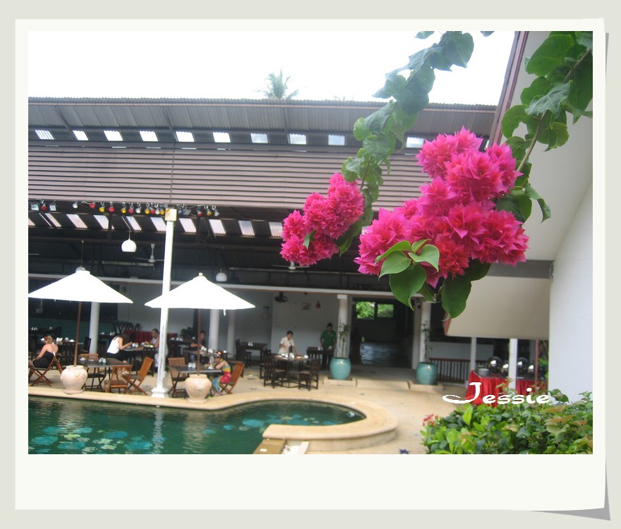 藏花閣最新觀點闡述與深度解析