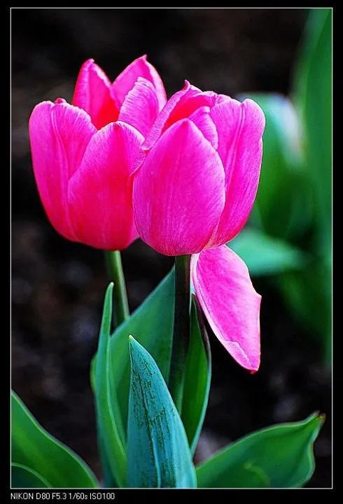 最新郁金香，小巷深處的芬芳馥郁之美