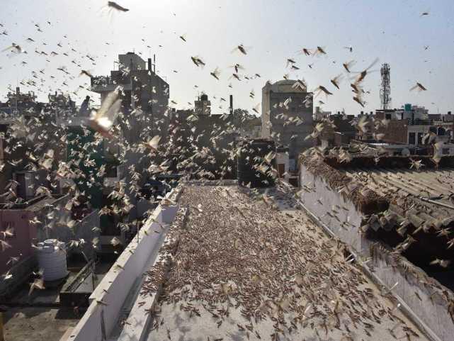 蝗蟲最新動態(tài)，蟲群變化學(xué)習(xí)之旅，自信與成就感的伴隨成長