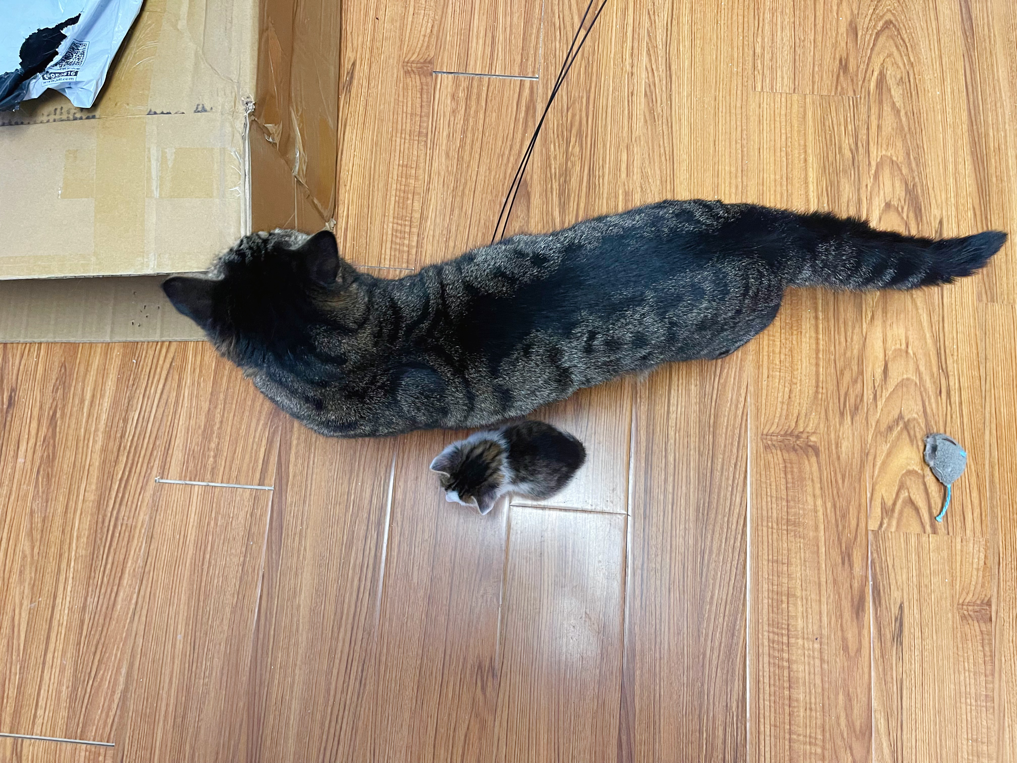 我找大貓，最新探索與影響的魅力