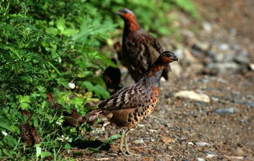 最新竹雞套，傳統(tǒng)與創(chuàng)新的完美融合