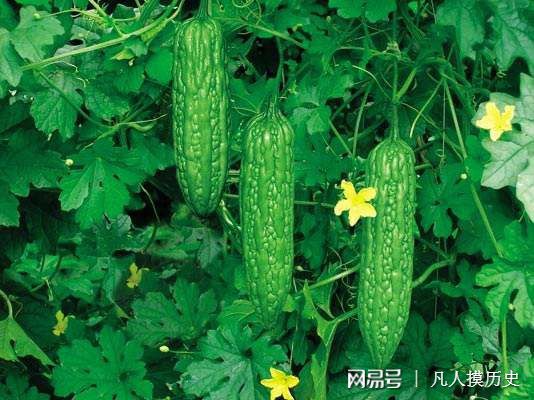 苦瓜最新網(wǎng)站，探索自然美景，尋找內(nèi)心寧靜的輕松之旅