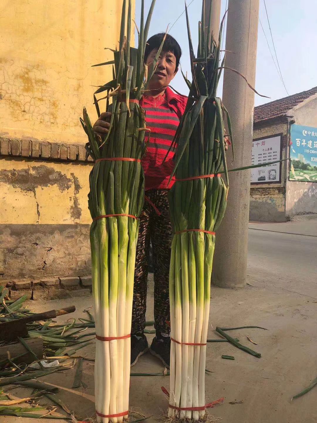 保定大蔥近期價格走勢，機遇與挑戰(zhàn)中的勵志力量