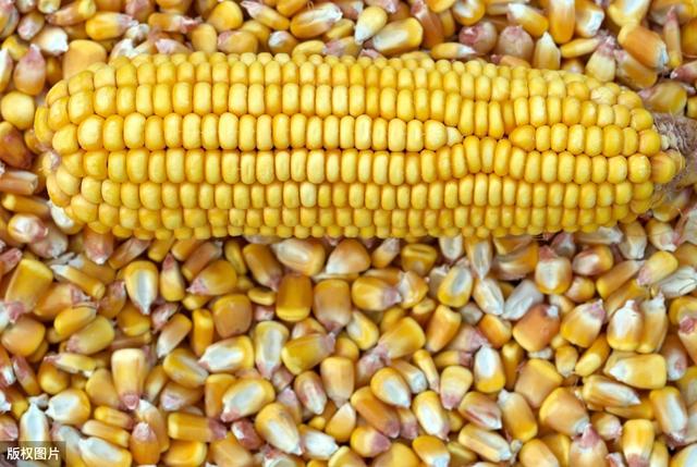 秋日玉米情緣，溫情故事與行情回顧