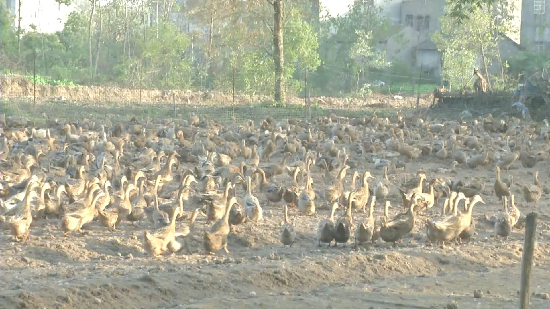 鴨蛋行情網(wǎng)，科技引領(lǐng)鴨蛋市場新時代