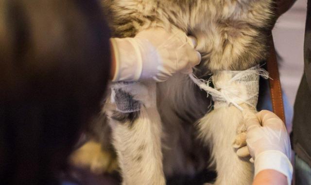 蘇州近期街邊情況，自然美景的心靈之旅體驗(yàn)紀(jì)實(shí)