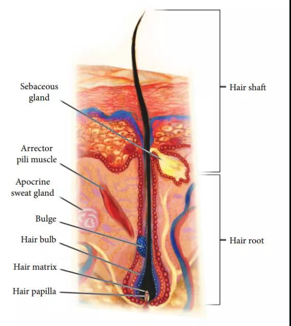 橫紋肌樣瘤最新治療技術(shù)，小巷深處的生命曙光