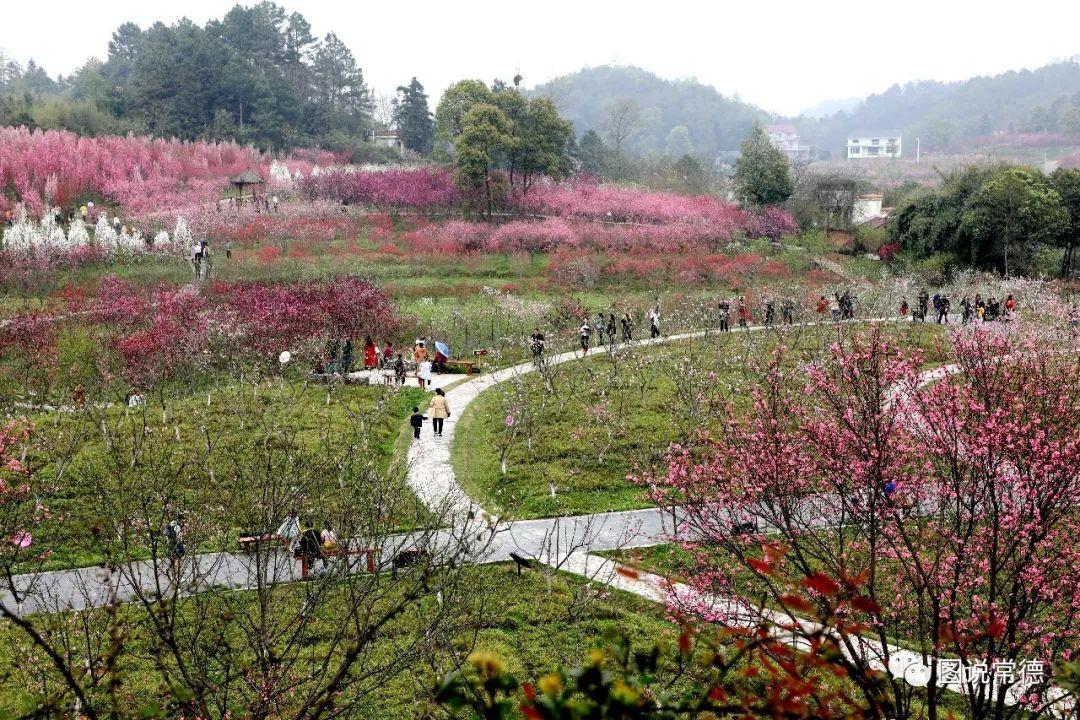 常德最新疫情動態(tài)步驟指南，初學(xué)者與進(jìn)階用戶必讀