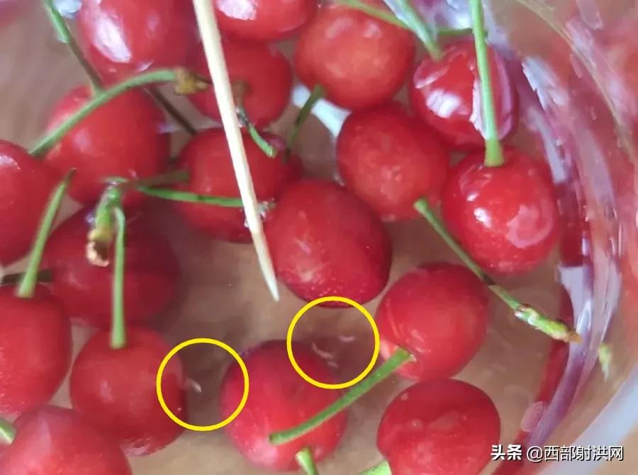 射洪上市公司，小巷深處的獨(dú)特風(fēng)味揭秘