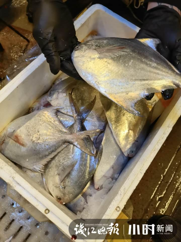 帶魚(yú)行情，一場(chǎng)海鮮盛宴的溫馨之旅