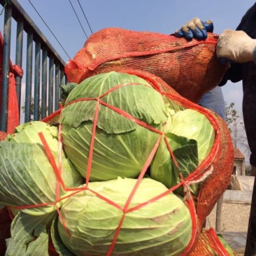 湖北包菜價(jià)格動(dòng)態(tài),湖北包菜價(jià)格動(dòng)態(tài)，一場(chǎng)尋找內(nèi)心平靜的綠色之旅