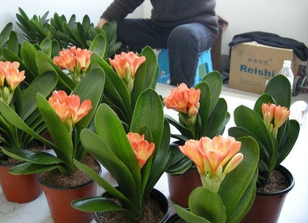 君子蘭價格變化中的自信與成就感，從綠葉到金花之路