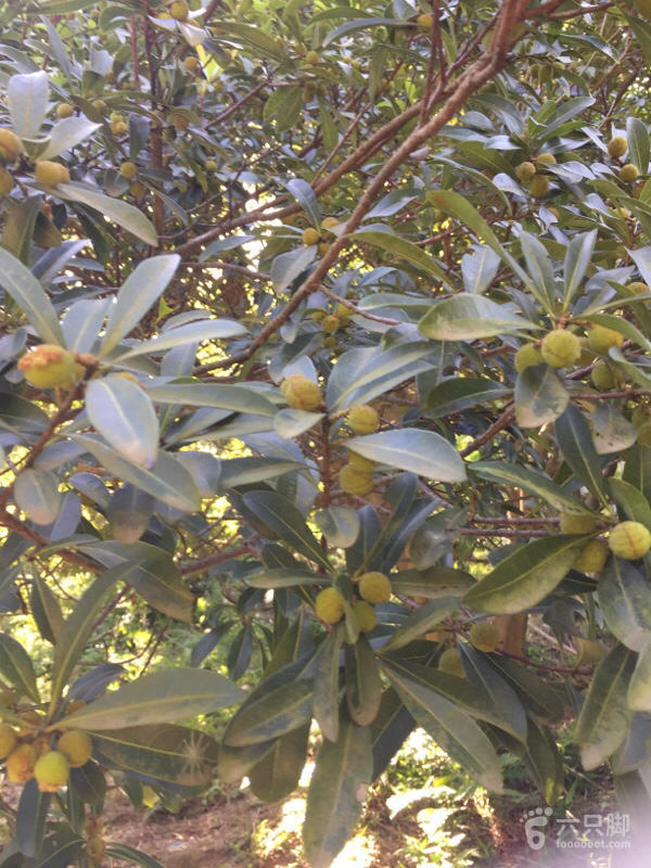 橫河大山搬遷最新動態(tài)，力量重塑與未來希望