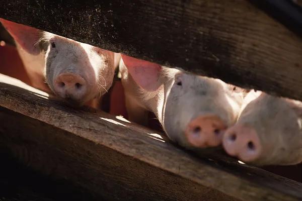 全國生豬市場價格動態(tài)，變化中的機遇與挑戰(zhàn)的旅程