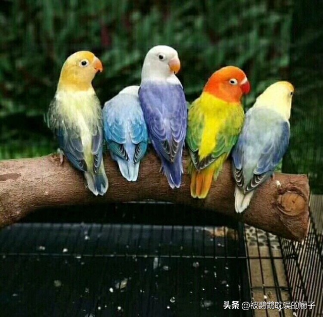 牡丹鸚鵡最新報(bào)價(jià)，市場走勢分析與選購指南