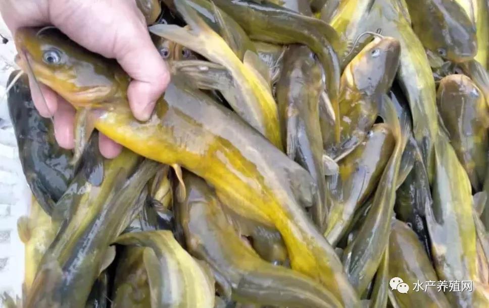 鮰魚(yú)價(jià)格變遷背后的故事，行情變化中的自信與成就感探尋