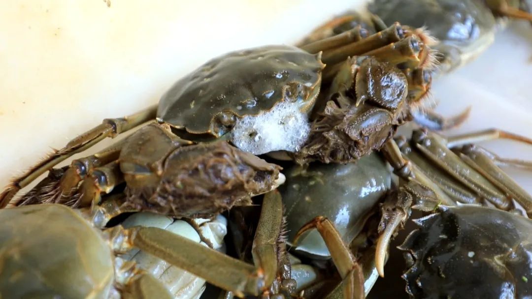 最新蟹類養(yǎng)殖技術(shù),最新蟹類養(yǎng)殖技術(shù)——科技重塑水生世界，開啟蟹類養(yǎng)殖新紀(jì)元