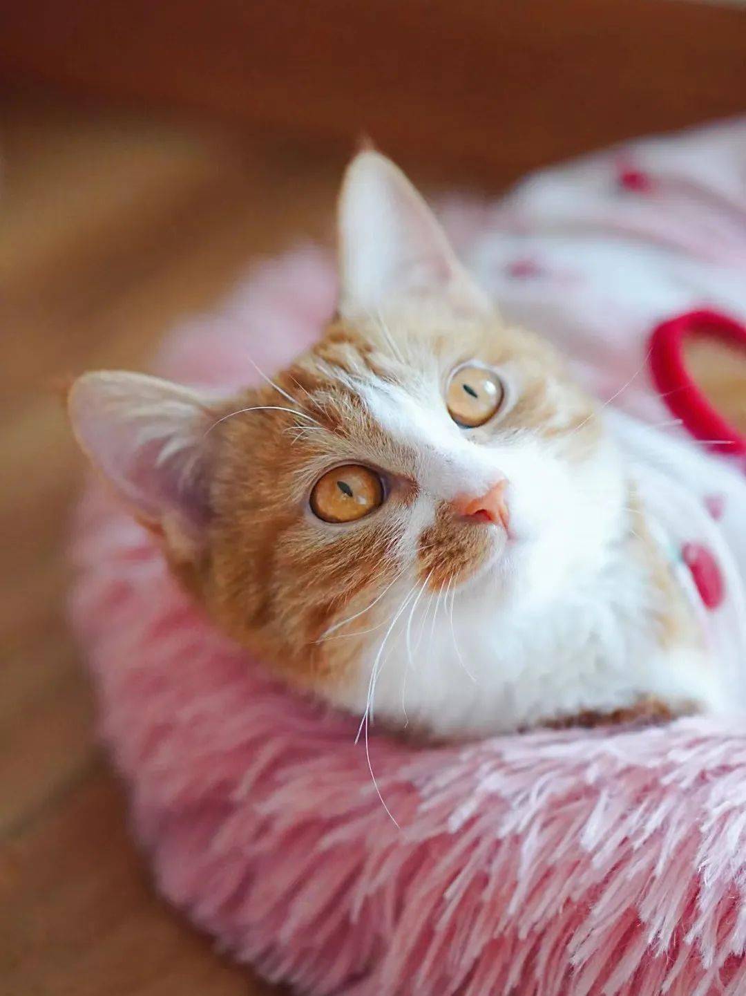 貓咪資訊速遞，探索貓咪的自信成長與優(yōu)雅步伐