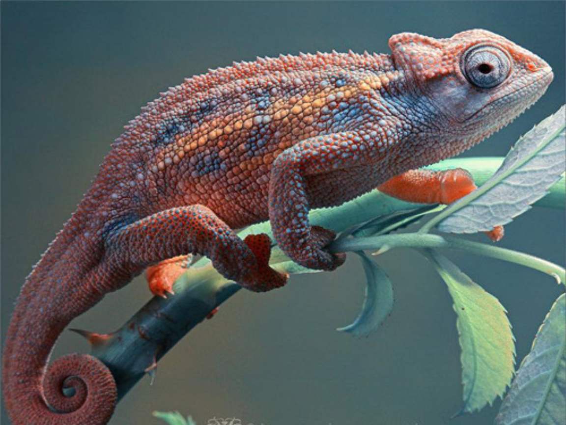 全新版變色龍，小巷中的神秘瑰寶