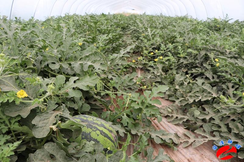 全國(guó)西瓜最新價(jià)格行情，綠色之旅探尋內(nèi)心平靜