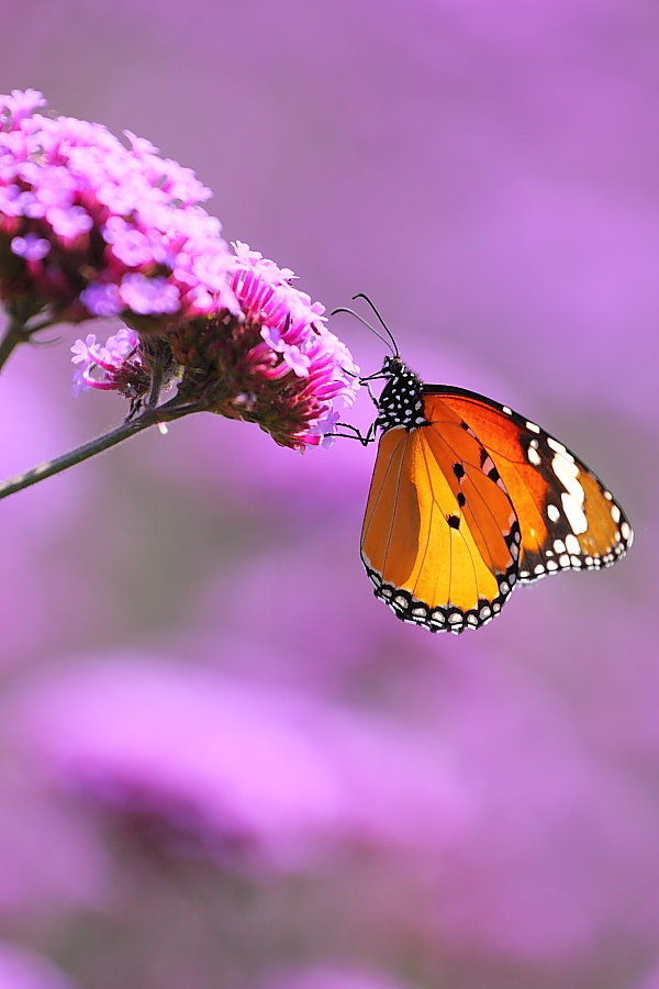 紫蝶舞動新篇章，任務(wù)完成與技能學(xué)習(xí)指南