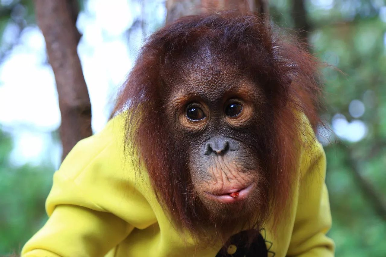 科技重塑人與自然和諧交響，動(dòng)物大明星的交響樂章