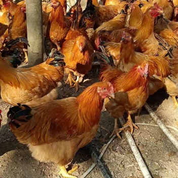 閹雞最新行情，巷弄深處的風(fēng)味秘境探索