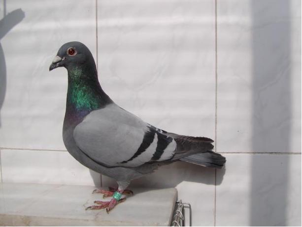 賽鴿定向新進(jìn)展揭秘，小巷中的神秘寶藏探索