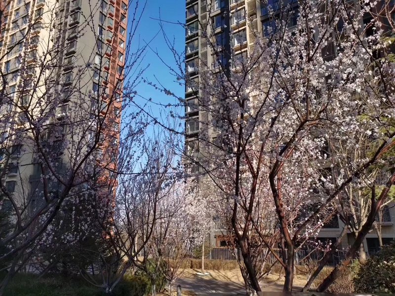 燕郊房?jī)r(jià)動(dòng)態(tài)更新，科技引領(lǐng)房產(chǎn)新紀(jì)元，最新資訊速遞