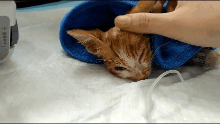 貓球比賽，激發(fā)潛力的勵(lì)志之旅