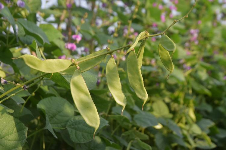 豆子行情，綠色之旅中的內(nèi)心平靜探尋