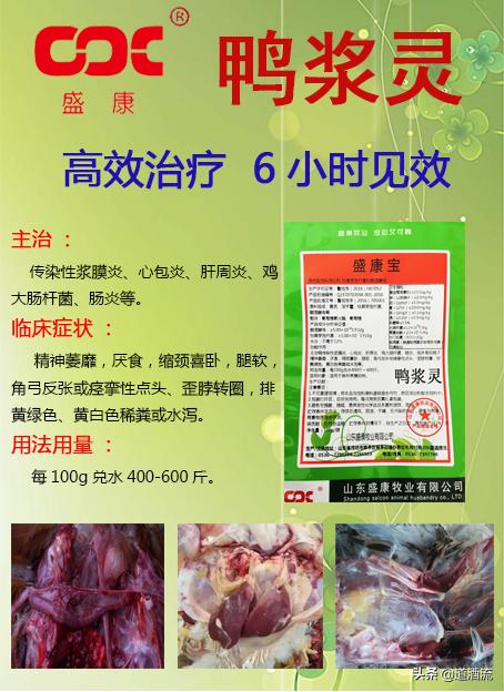 現(xiàn)在鴨苗行情詳解，選購、養(yǎng)殖與盈利的全方位指南