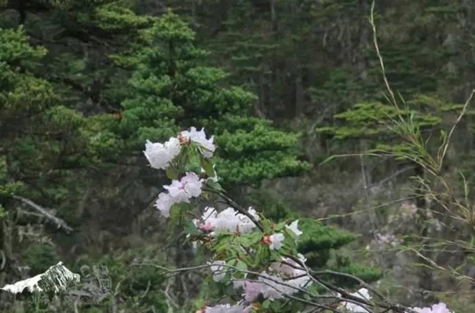 雨崩最新美景圖，探索與欣賞的詳細(xì)步驟指南，美不勝收！