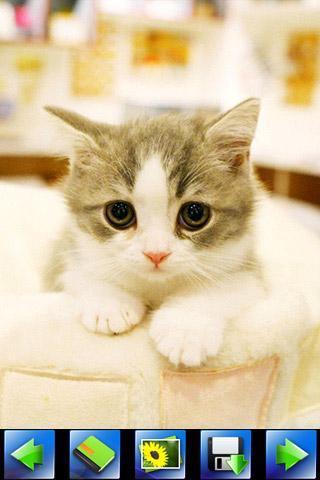 探索特色小店，最新貓咪應(yīng)用下載，小巷隱藏寶藏的奇妙之旅