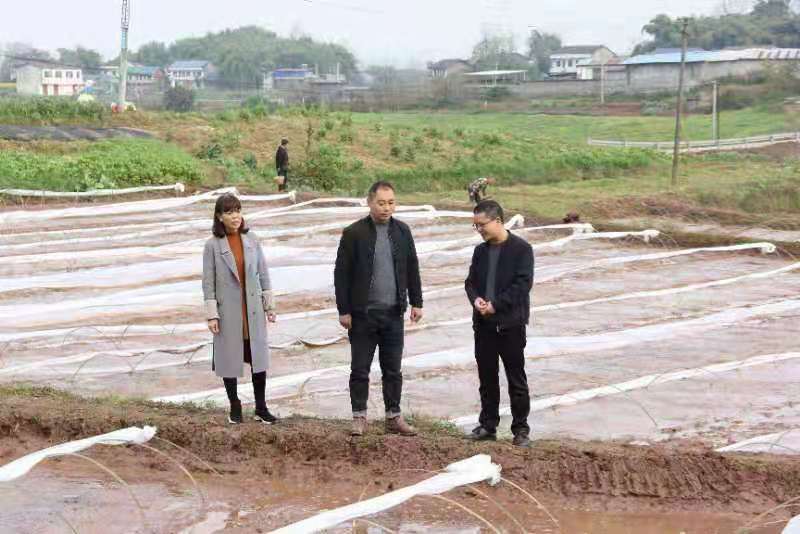 合川土場最新動態(tài)更新，今日最新資訊速遞